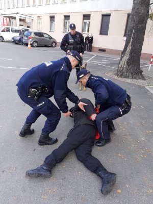 Policjanci zakuwają w kajdanki zatrzymanego w trakcie ćwiczeń Cobra 2019